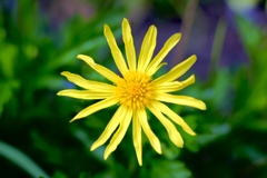 もう全っっっ然お花の名前わかんない()