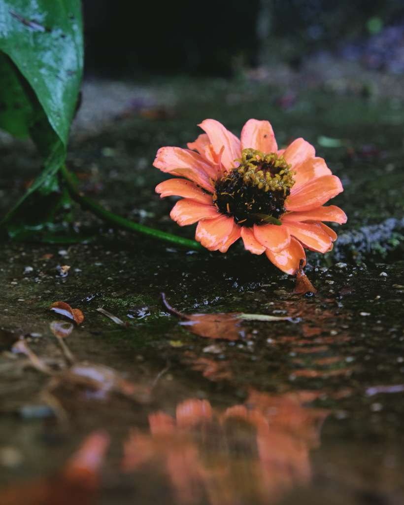素敵なお花じゃないの