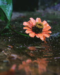素敵なお花じゃないの