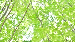 枝よ枝