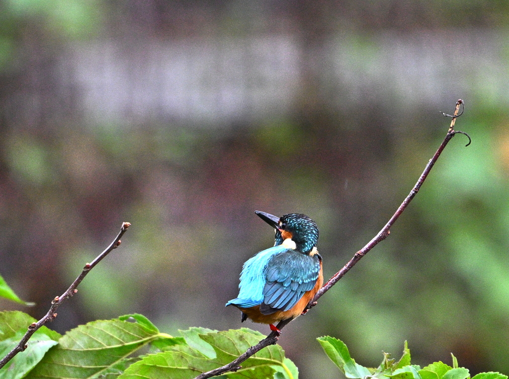 カワセミ-20251026