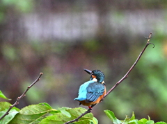 カワセミ-20251026