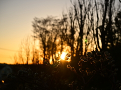 夕陽