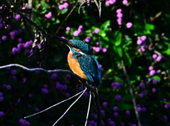 カワセミ-20251030