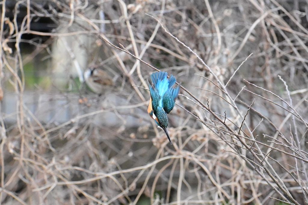 カワセミ_20250216