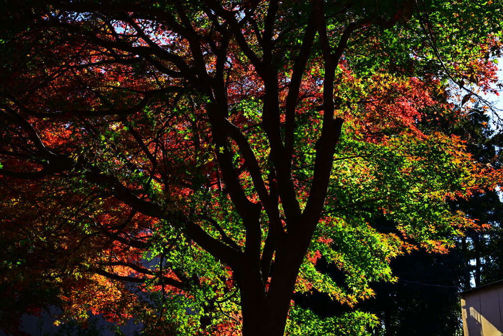 紅葉