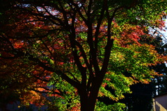 紅葉