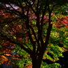 紅葉