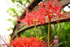 彼岸花