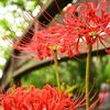 彼岸花