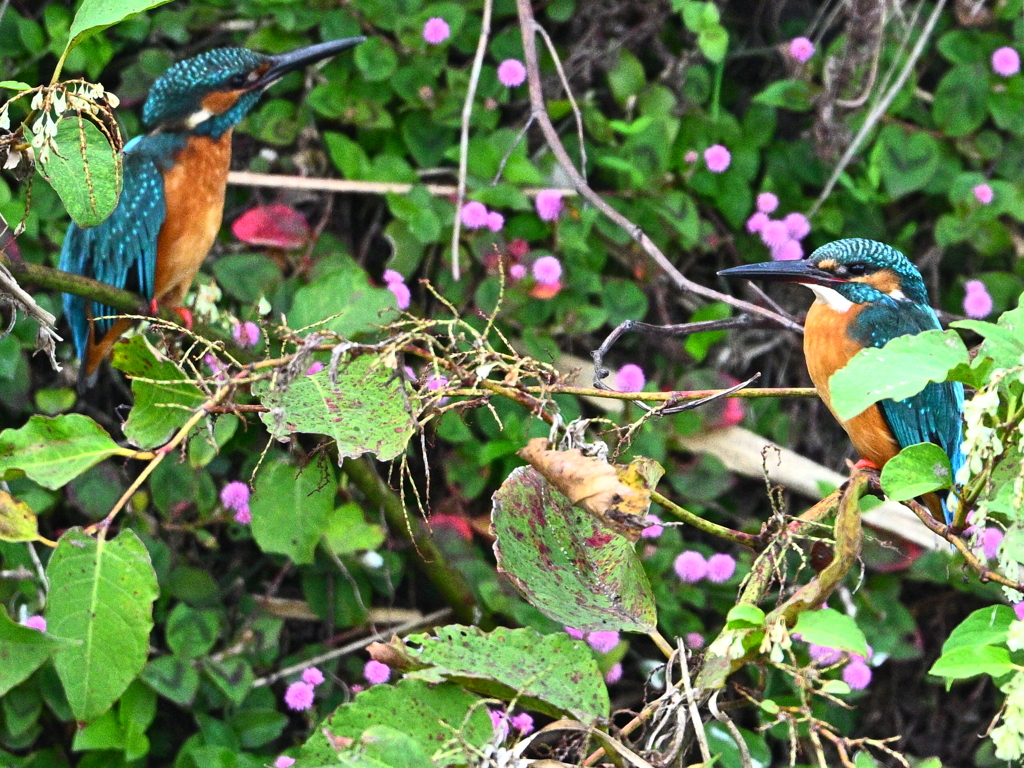 カワセミ-20251107