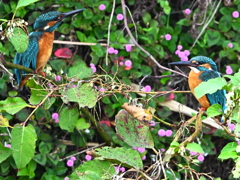 カワセミ-20251107