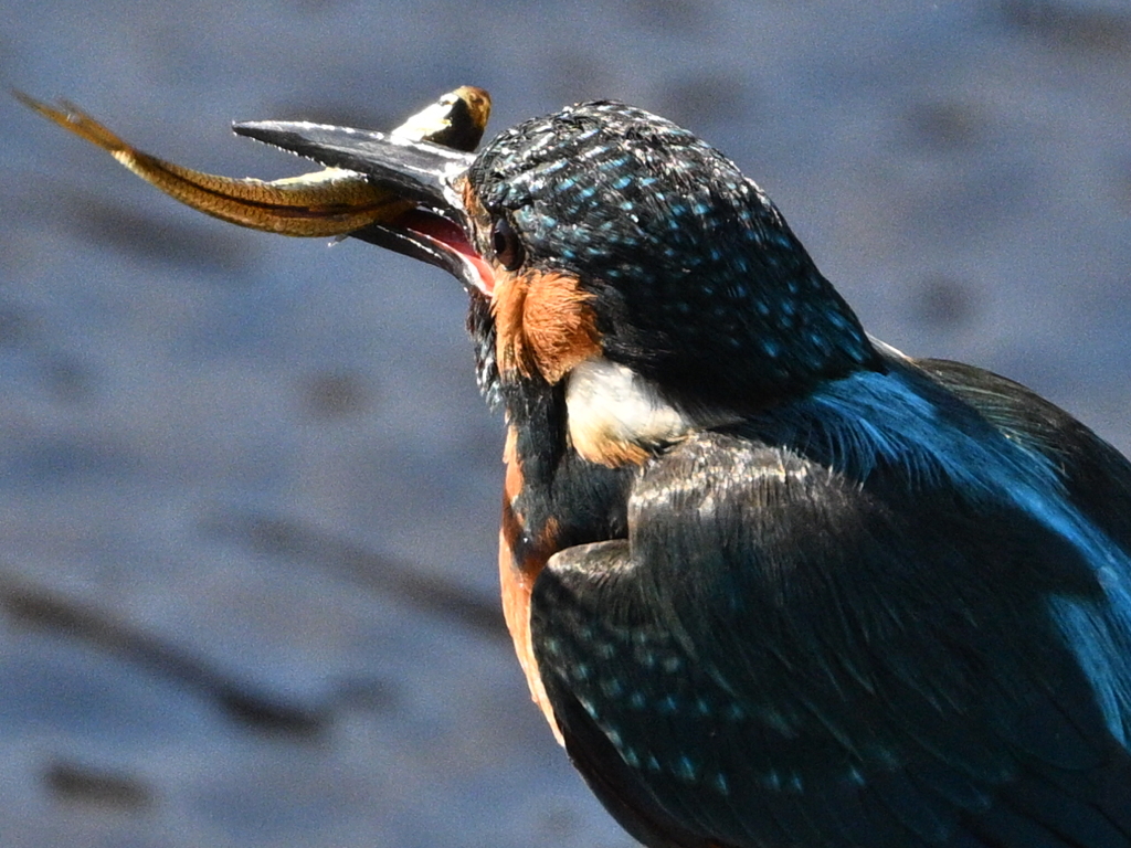 カワセミ-20260124