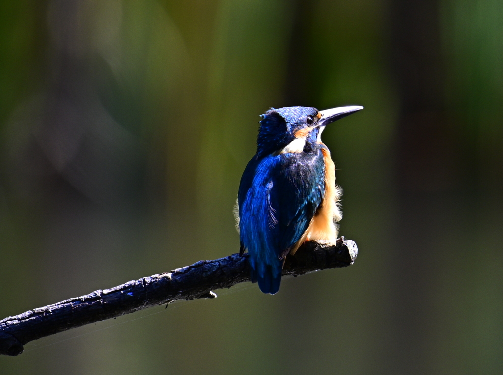 カワセミ-20231013