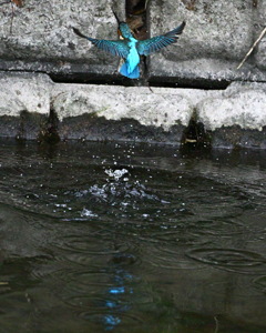 カワセミ-20251227