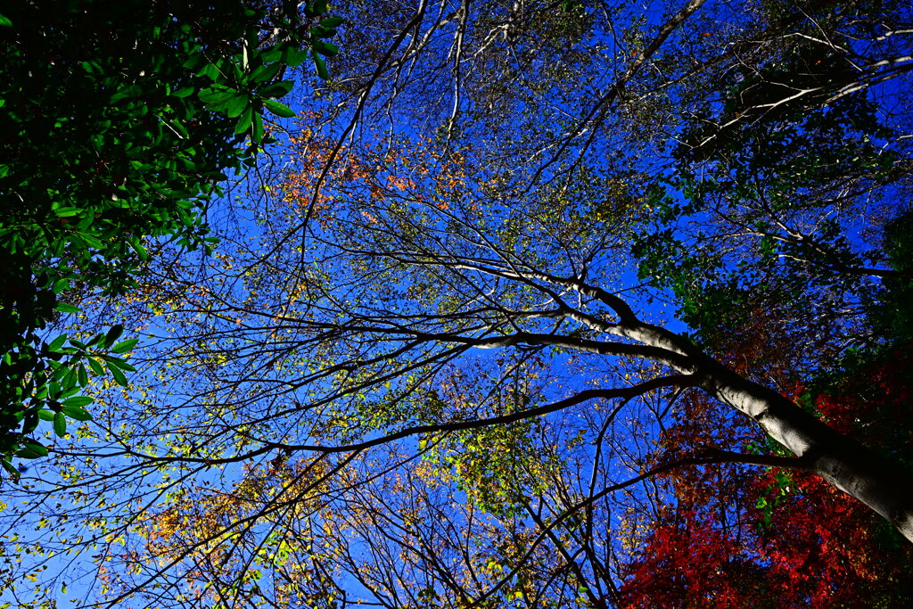 紅葉と青空