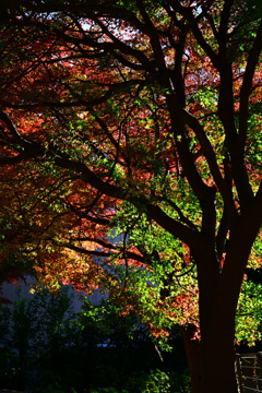 紅葉