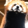 レッサーパンダ