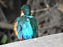 カワセミ-20251013