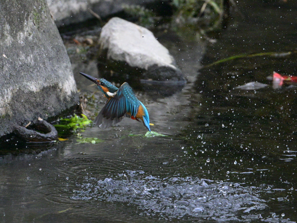 カワセミ-20251102