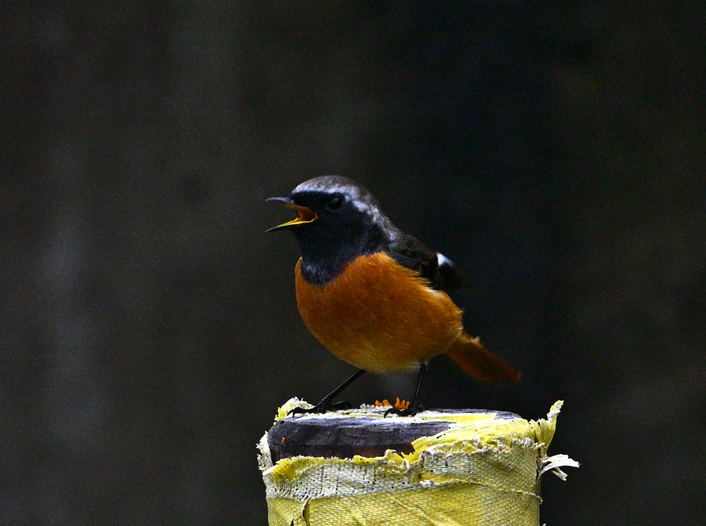 帰ってきたジョウビタキ