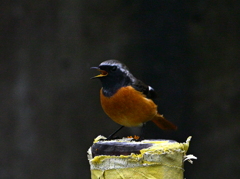 帰ってきたジョウビタキ