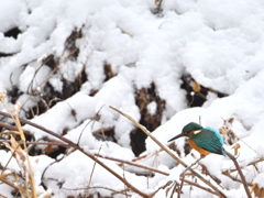 カワセミ-20260208