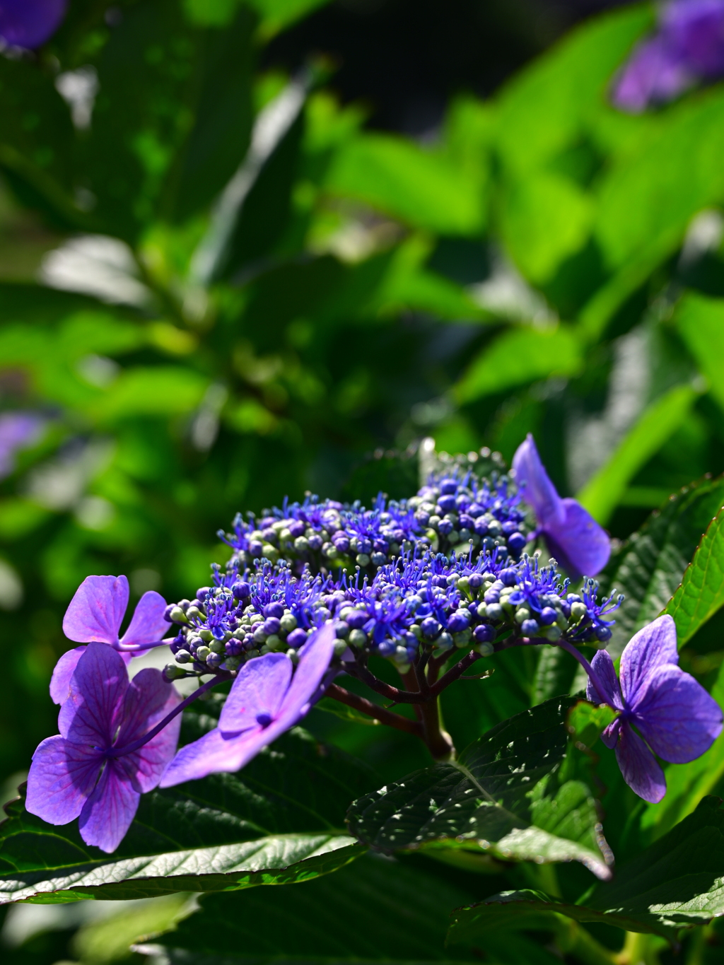 紫陽花