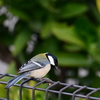 シジュウカラ