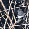 シジュウカラ