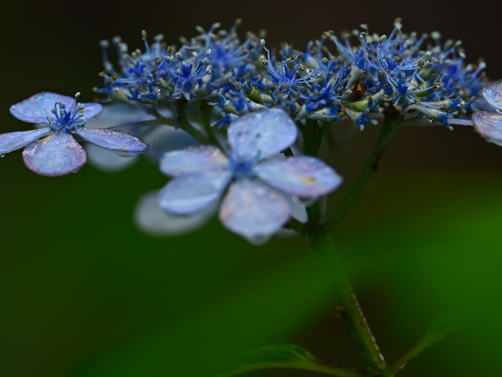 紫陽花