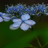 紫陽花