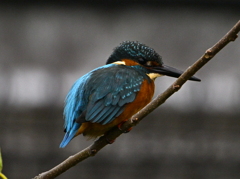 カワセミ-20251031