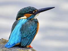 カワセミ-20251206