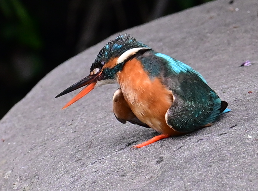 カワセミ♀