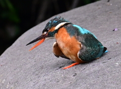 カワセミ♀