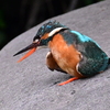 カワセミ♀