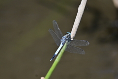 シオカラトンボNo.2