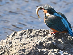 カワセミ-20260124