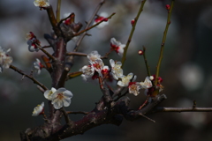 梅