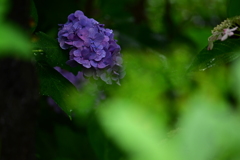 紫陽花