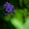紫陽花