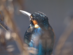 カワセミ-20251228