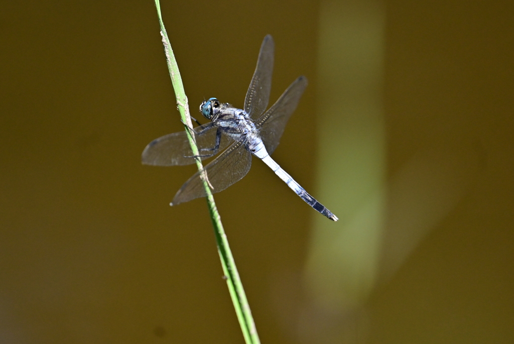 シオカラトンボ