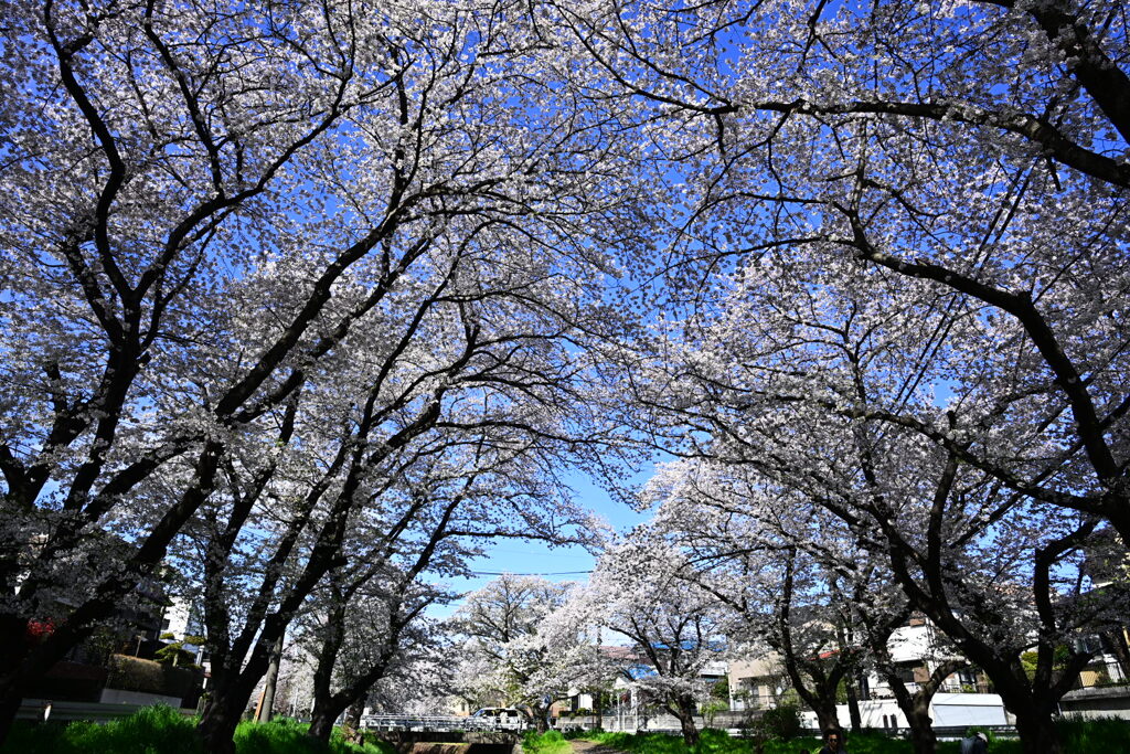 桜