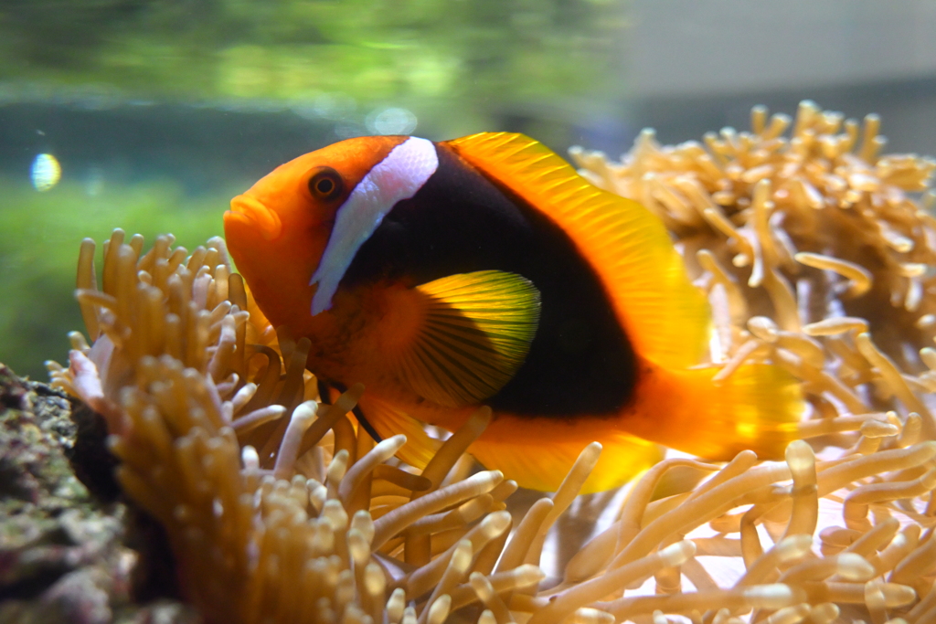 カクレクマノミ
