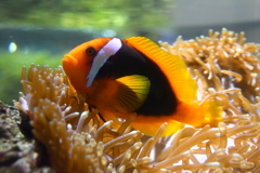 カクレクマノミ