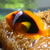 カクレクマノミ