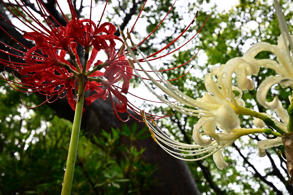 彼岸花