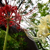彼岸花